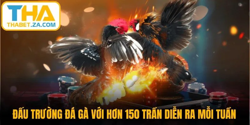 Đấu trường đá gà với hơn 150 trần diễn ra mỗi tuần